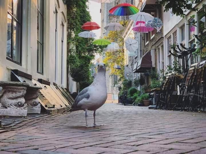 Appartement De Croone ميدلبورغ المظهر الخارجي الصورة